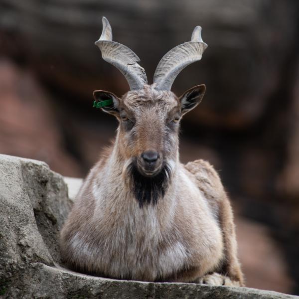 Male markhor