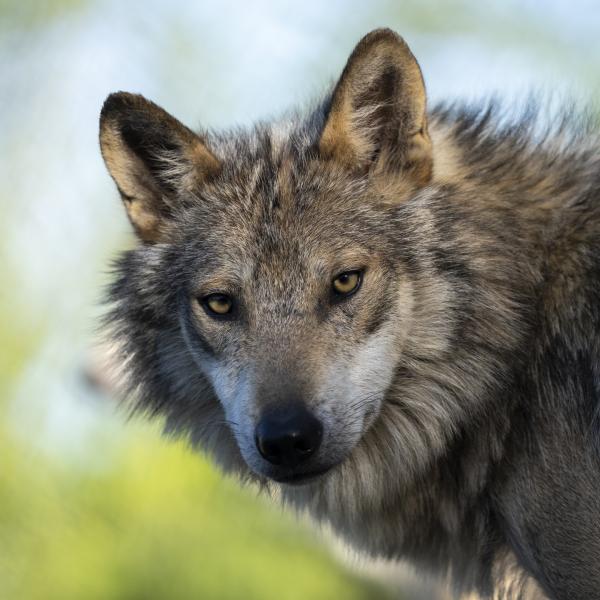 Mexican Wolf