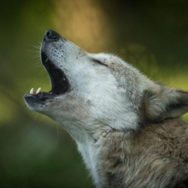 Mexican Wolf 