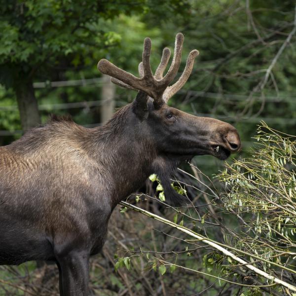 Male moose, Bert