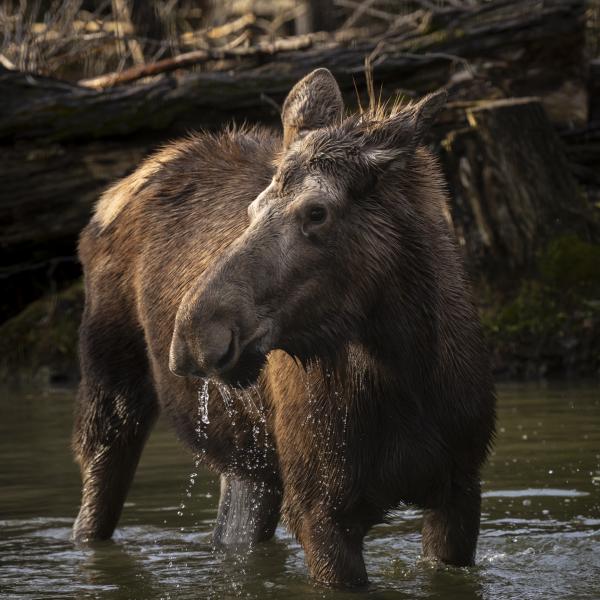 Female moose, Violet