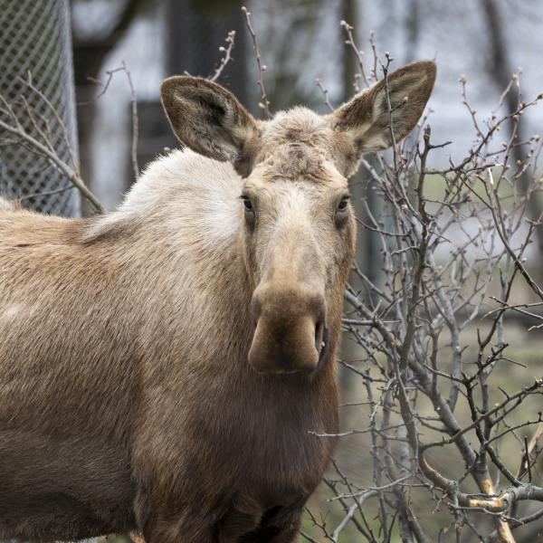 female moose