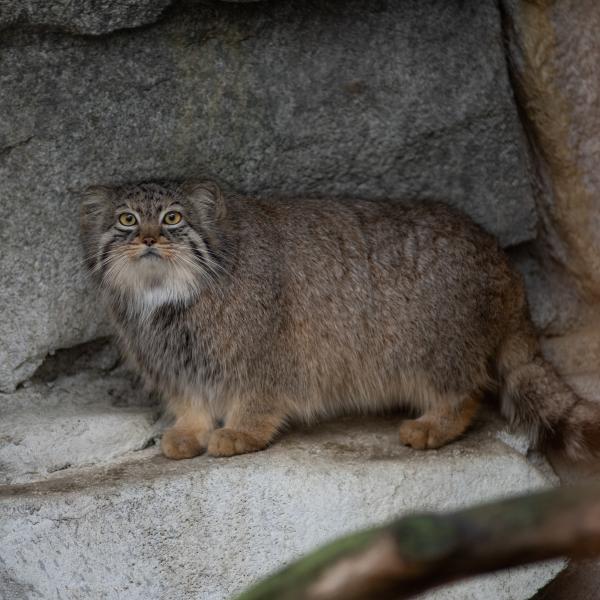 Pallas' Cat