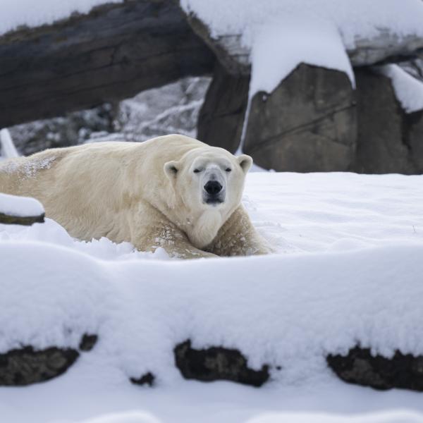 Polar bear, Lee, lying in the snow
