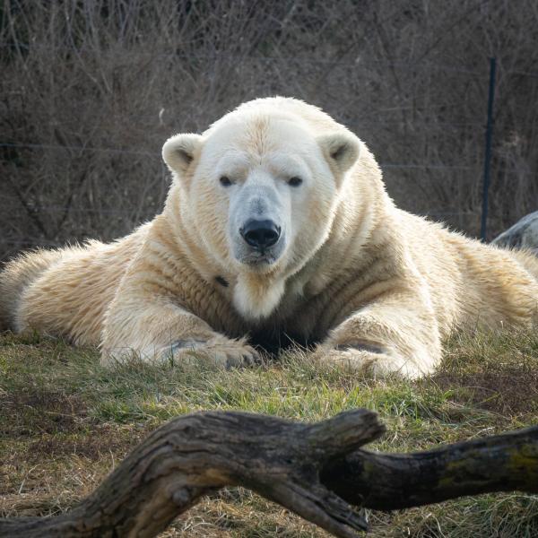 Polar bear lying down