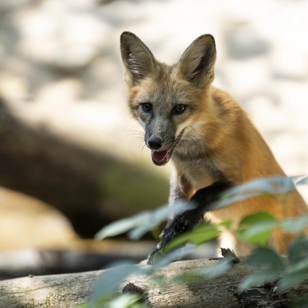 Red fox peaking over a log