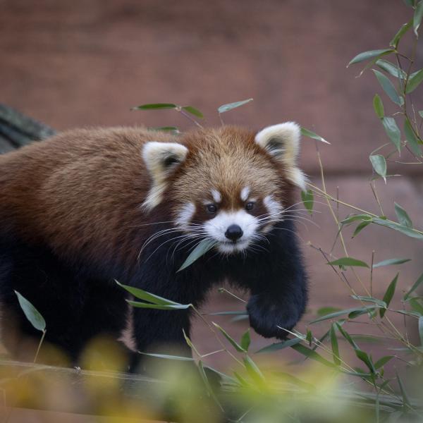 Red panda waling in habitat
