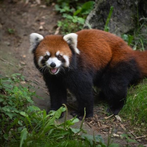 Red Panda