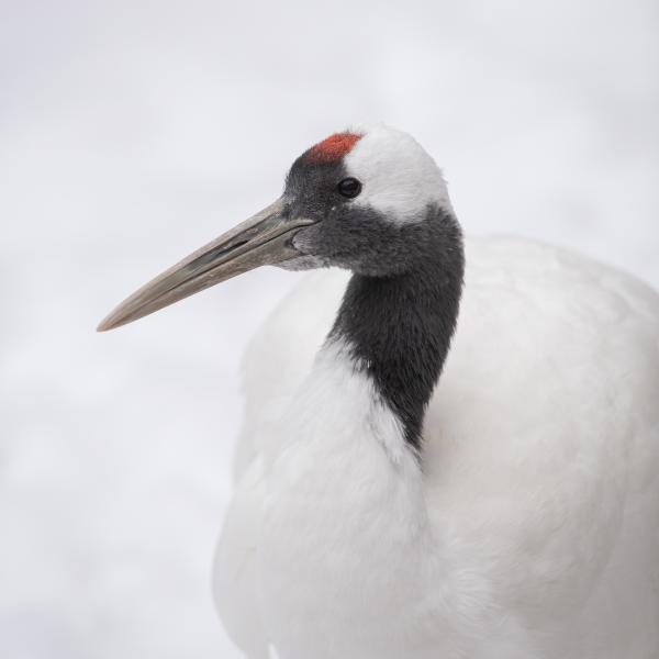 Red-crowned crane