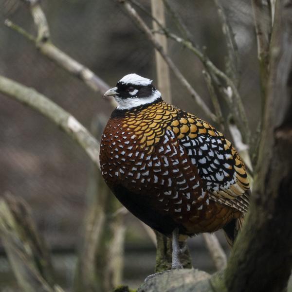 Reeves pheasant