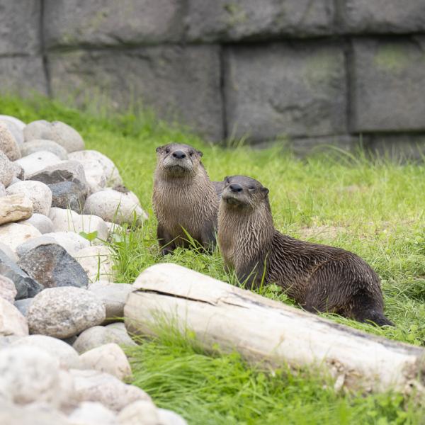 Otter boys in the grass