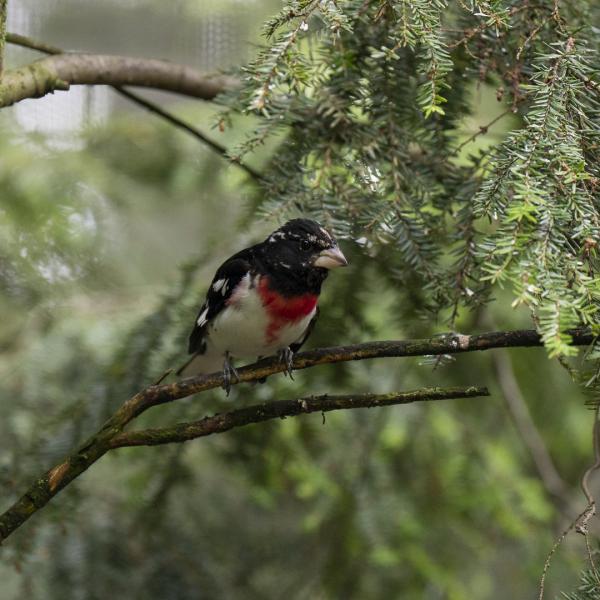 Rose-breasted grosbeak (male)