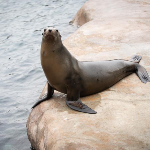 Female sea lion sitting on a rock