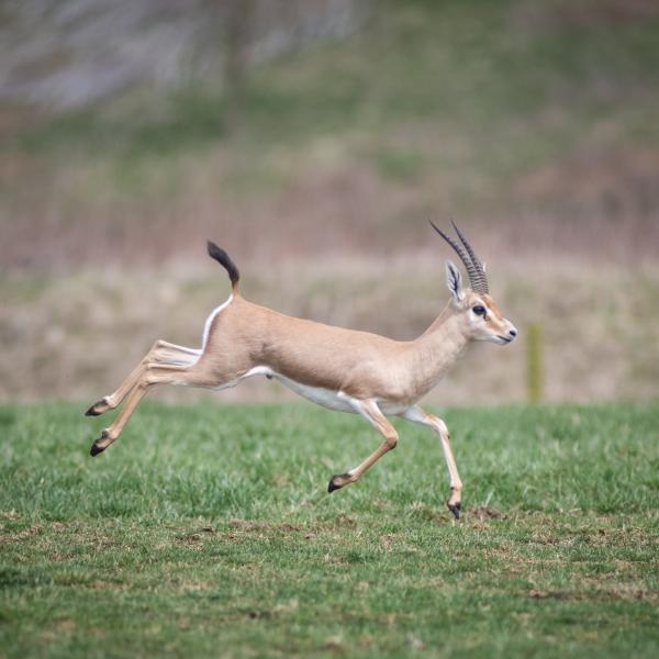 Slender-horned gazelle running