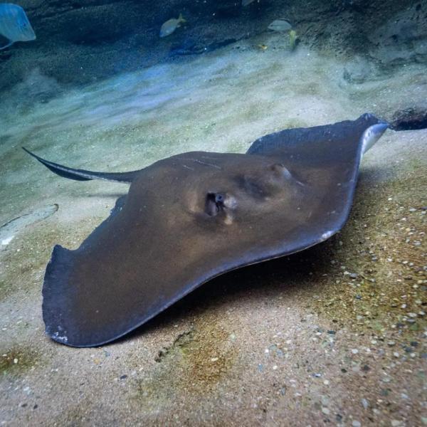 Southern stingray in the Manatee Rescue and Rehabilitation Center