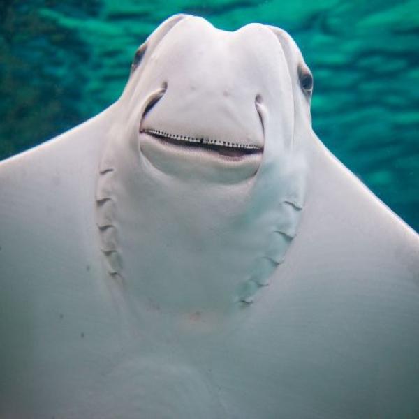 Stingray