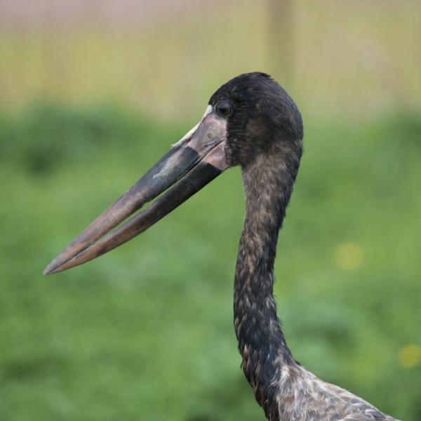Saddle-billed stork