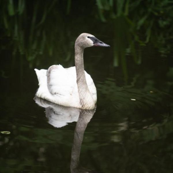 Trumpeter Swan