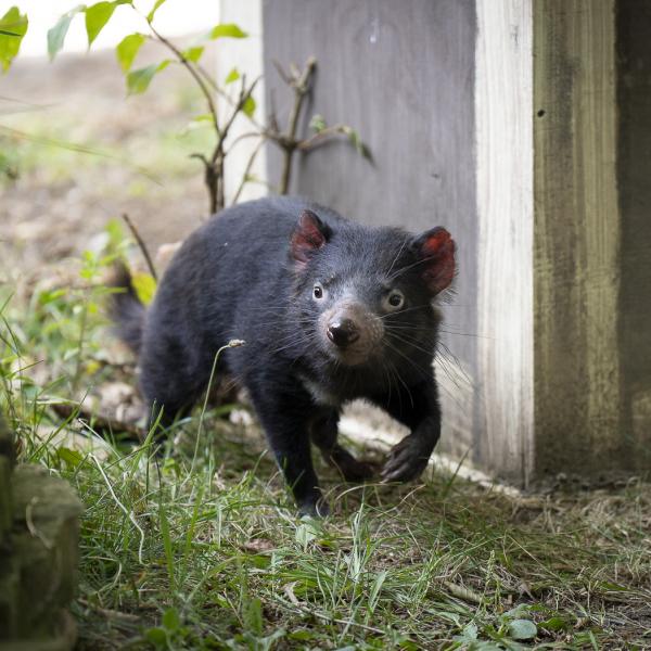 Tasmanian Devil