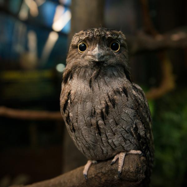 Tawny frogmouth perched on branch
