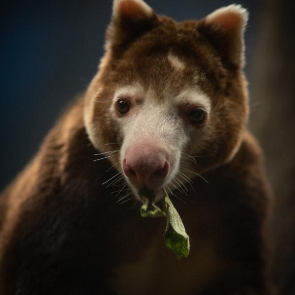Tree kangaroo eating, close up