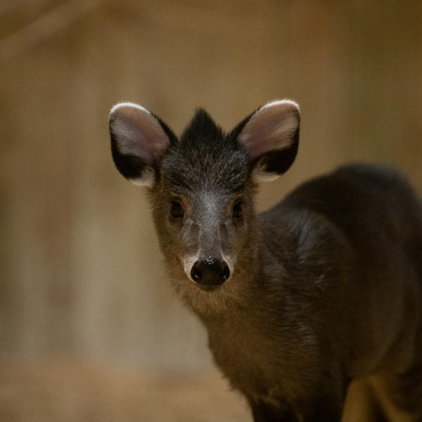 Tufted deer