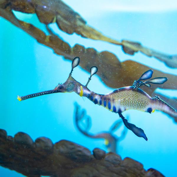 Weedy seadragon swimming