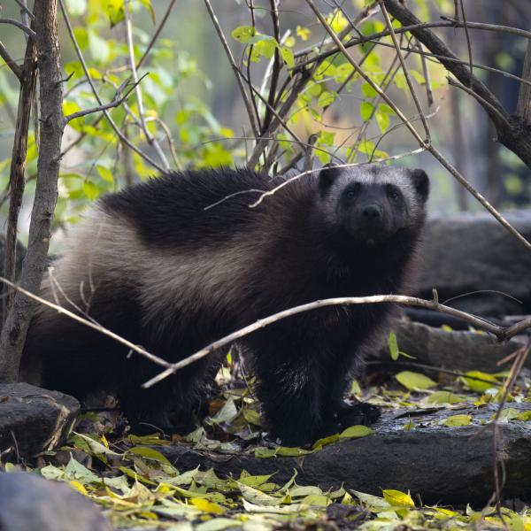Wolverine in the underbrush