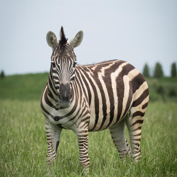 Grant's zebra