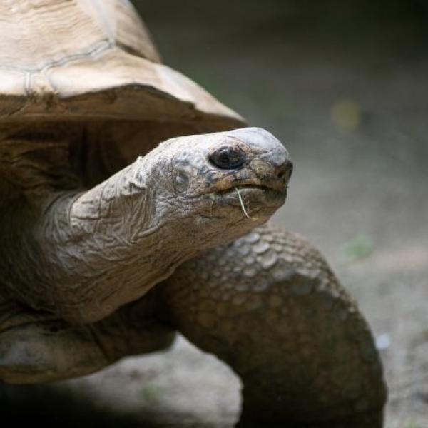 Aldabra tortoise