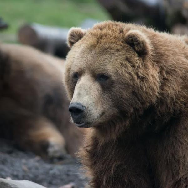 Brown Bears