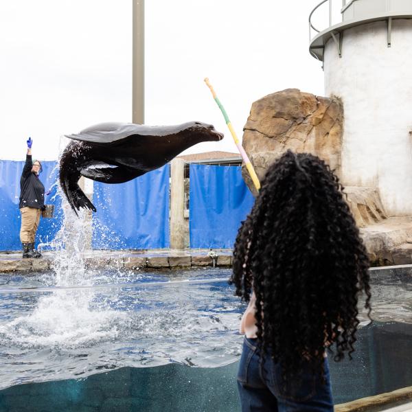 Zoo guest and sea lion
