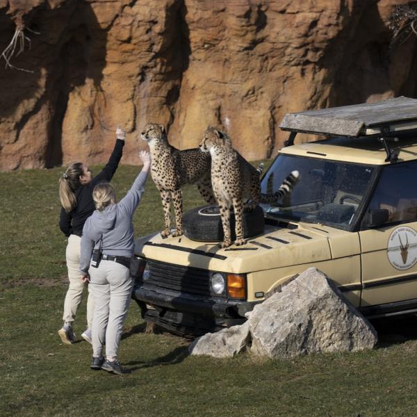 cheetah training
