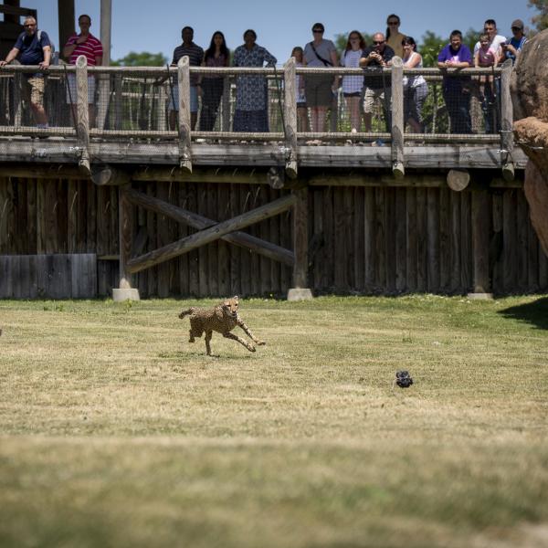 Cheetah chasing ball