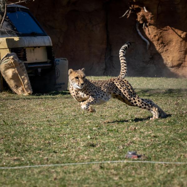 Cheetah run