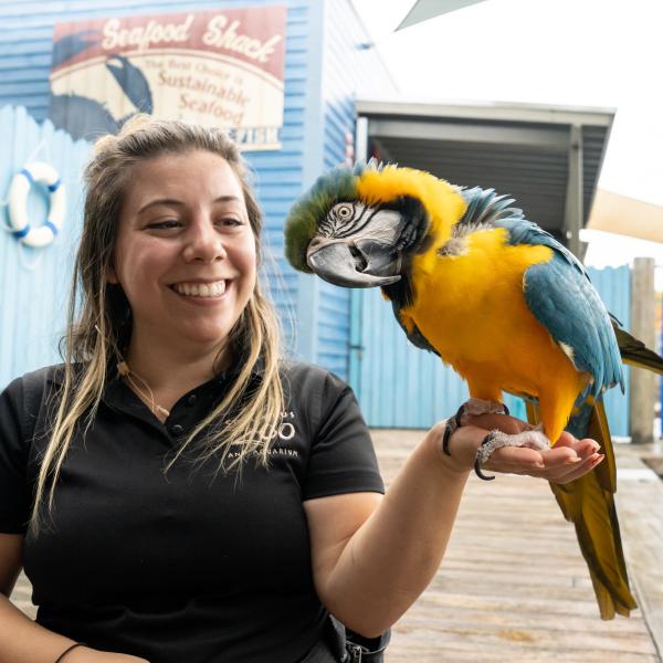 Zookeeper holding a macaw in their hand