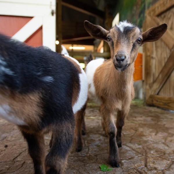 goats exiting barn