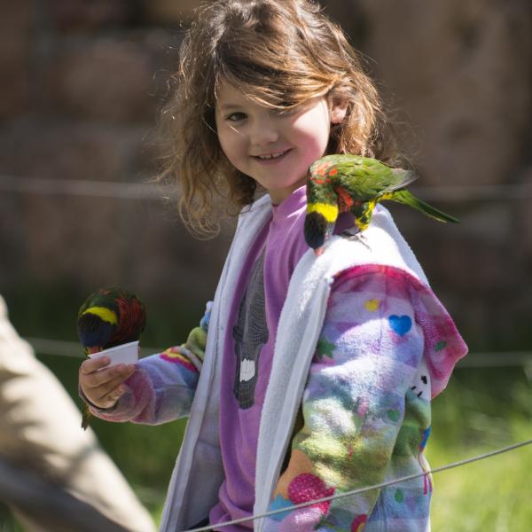 lorikeet on zoo guest shoulder