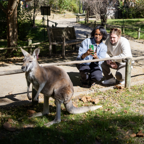 two zoo guests looking at kangaroo