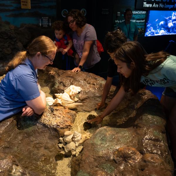 Children reaching into the tide pool