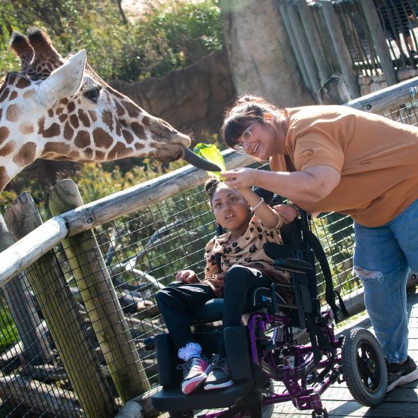 Child in a wheelchair feeding a giraffe 