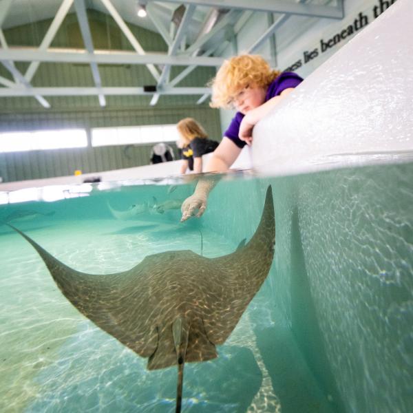 Child reaching into the water to touch a stingray