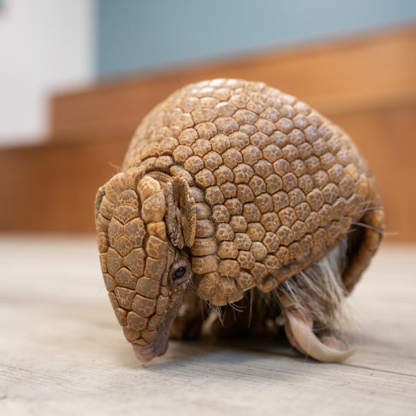 Three banded armadillo