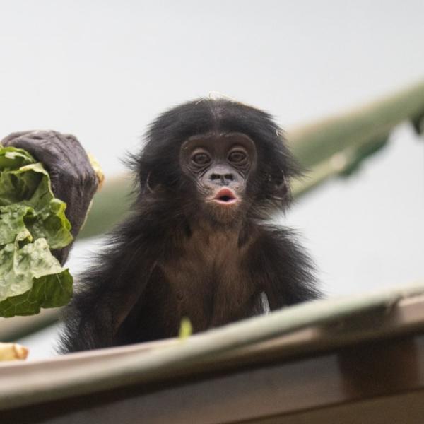 Bonobo