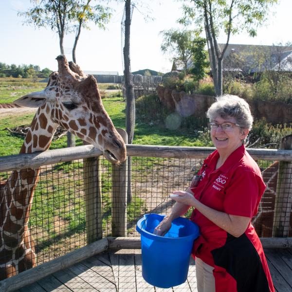 Docent feeding Giraffe