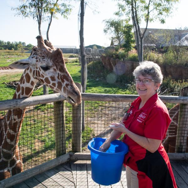 Docent feeding Giraffe