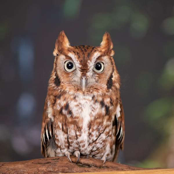 Eastern screech owl