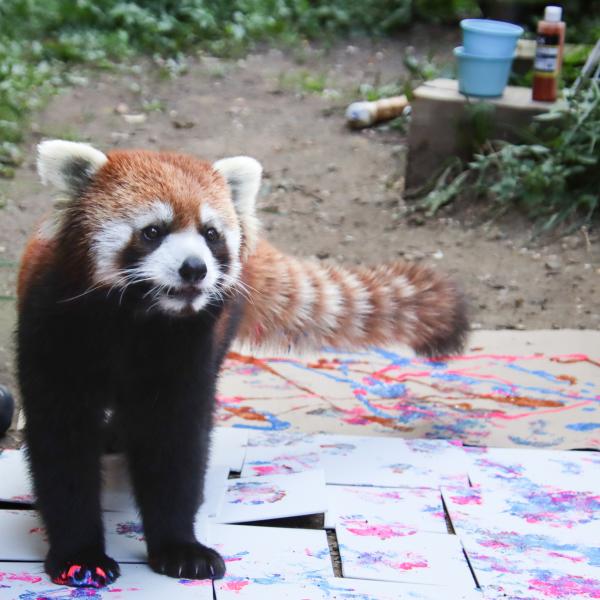 red panda painting