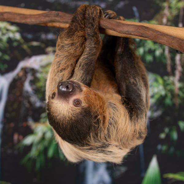 Two toed sloth