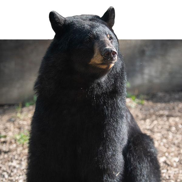 black bear